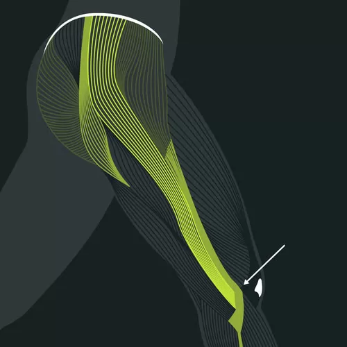 SMR - self myofascial release